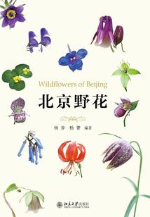 雷伊卡：慌恶